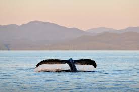 bc ocean whale