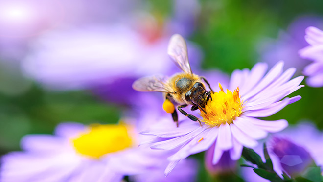 A honey bee collects pollen from a small flower